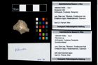 Foto (Objekt + Etikett) von Pithonoton sp.  (NHMW-GEO-1990-0041-4685)